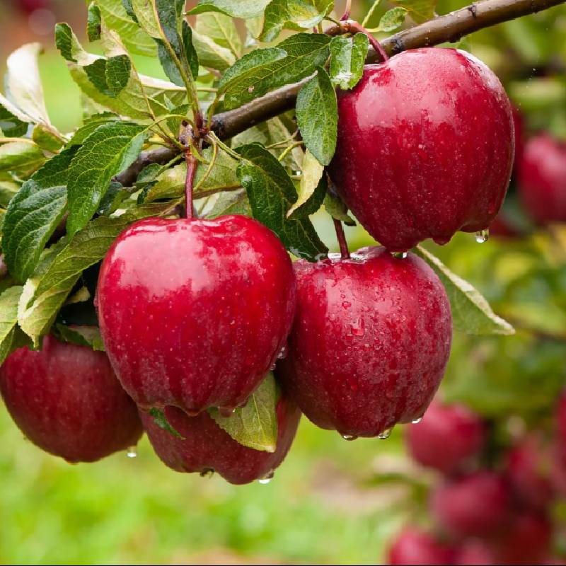 Apples
